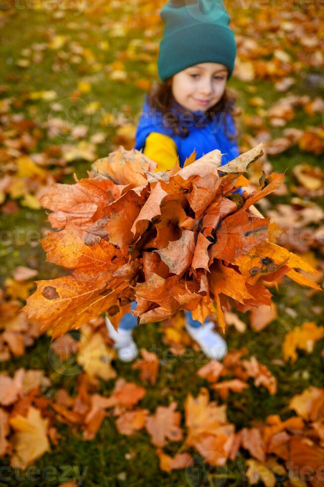 Focus on simple collected dry autumnal bouquet of yellow orange fallen maple leaves in the hands of blurred adorable smiling baby girl in warm colorful clothes walking in golden autumn forest park photo