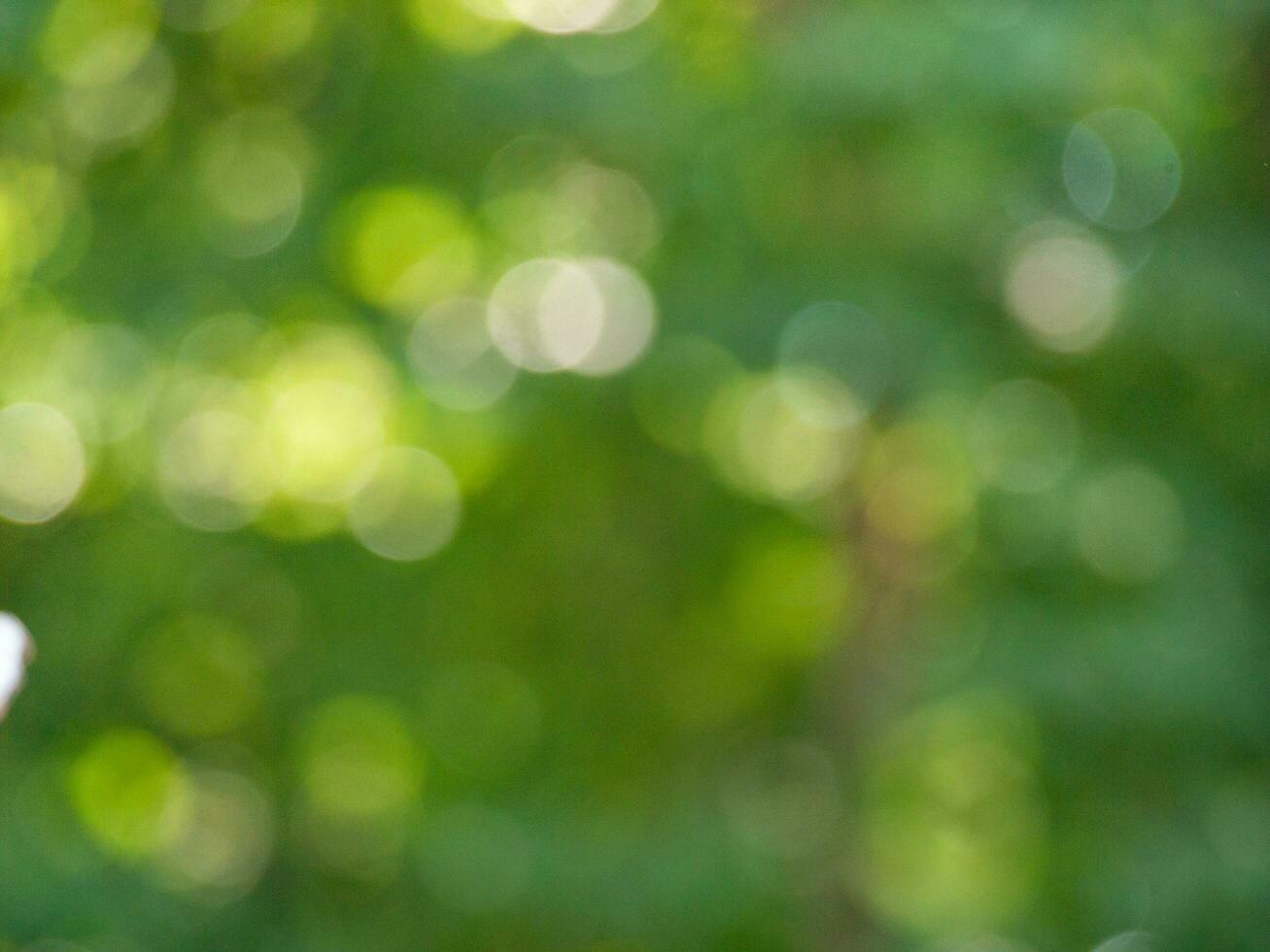 Abstract background, bright green bokeh. Photography, macro. Glare of the sun against the background of green grass and foliage. photo