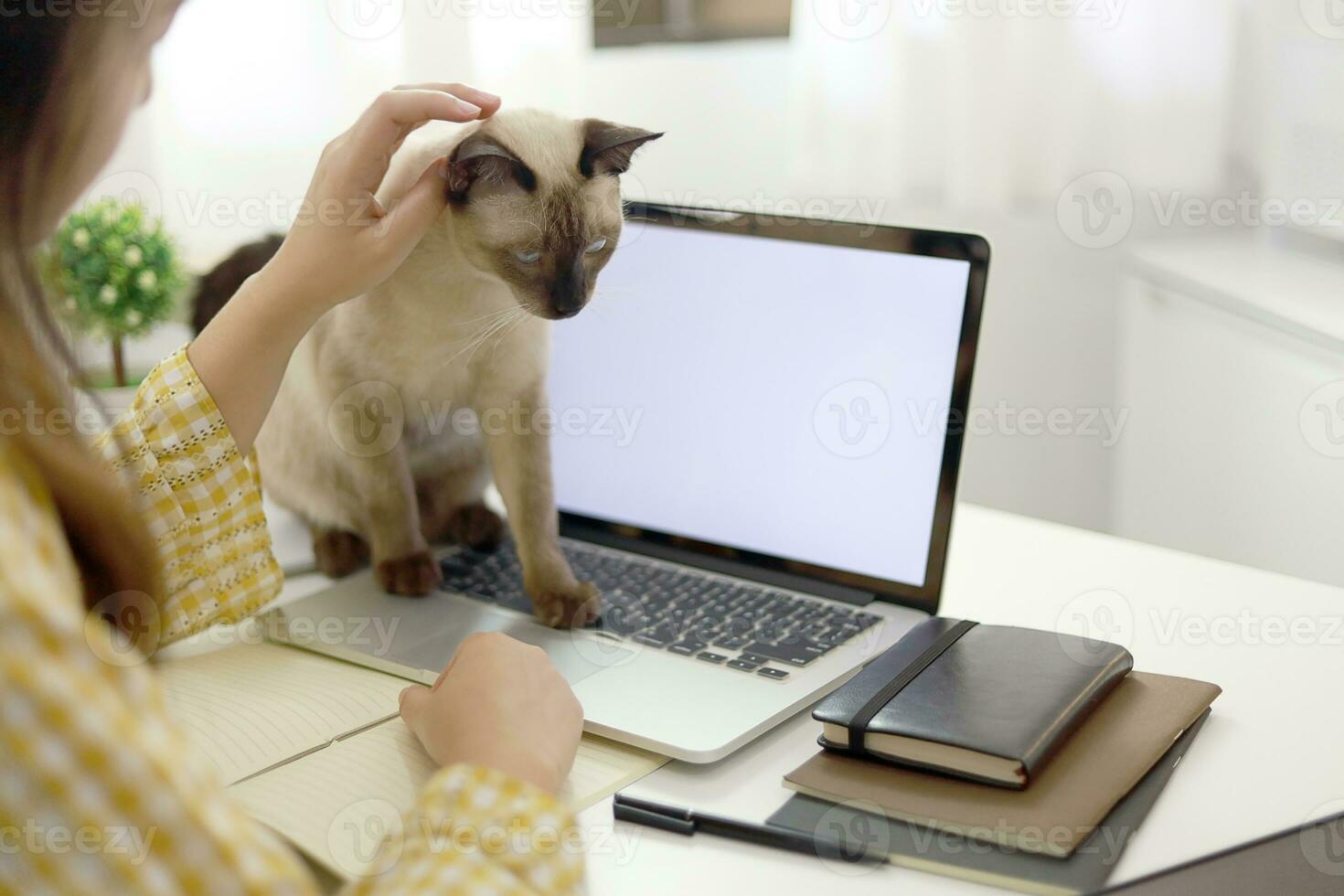 Coronavirus. Business woman working from home with cat Concept home quarantine, prevention COVID-19, Coronavirus outbreak situation photo