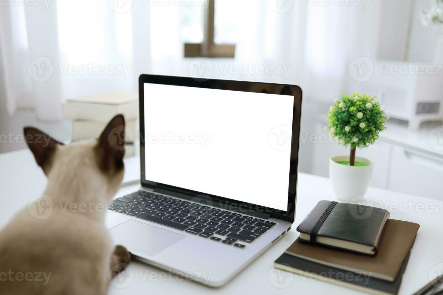 Coronavirus. Business woman working from home with cat Concept home quarantine, prevention COVID-19, Coronavirus outbreak situation photo