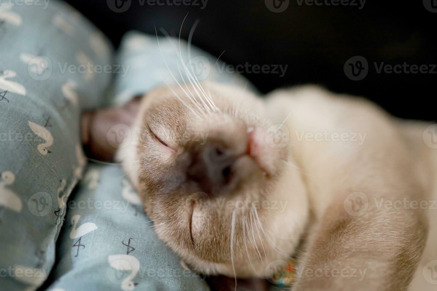 Brown beige cat with blue eyes. Siamese cat resting on floor photo