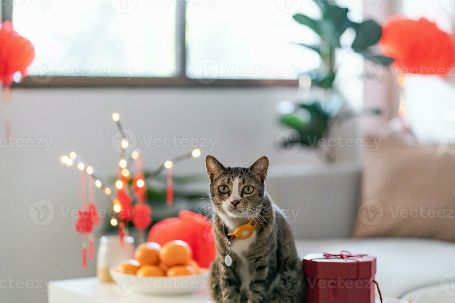 Cat prepare Chinese New Year Celebrations at home. cute domestic shorthair cat putting traditional pendant to the Chinese Lunar New Year for good luck. Chinese word means blessing photo