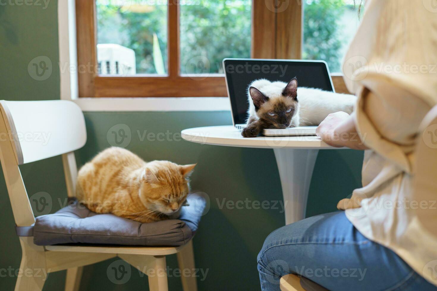 woman working from home with cat. cat asleep on the laptop keyboard. assistant cat working at Laptop photo