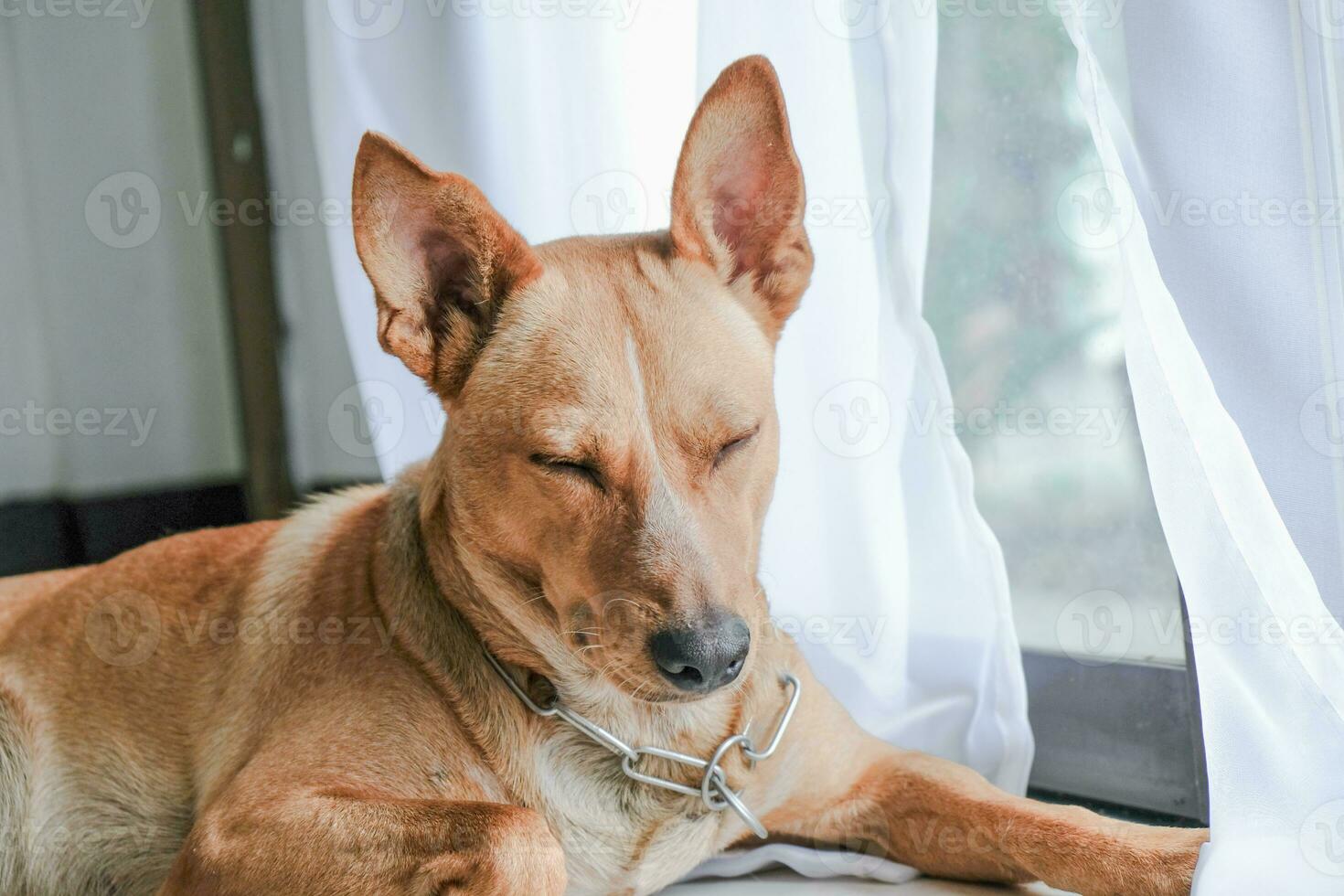 Brown Sweet Funny dog with smile. photo