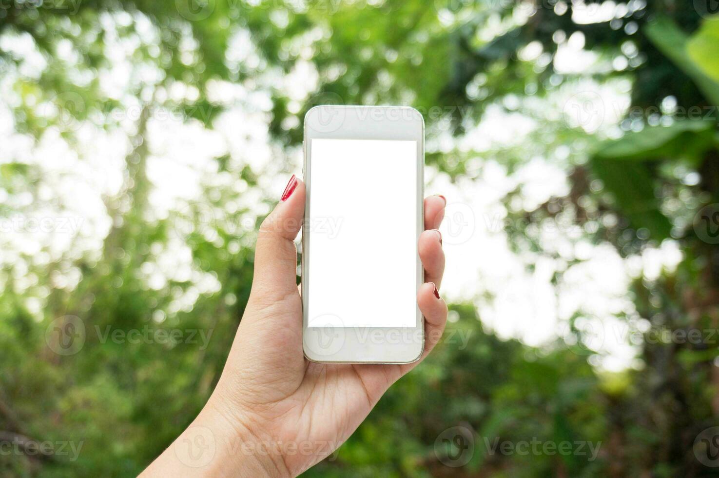 Female hands taking photo with smart phone of blank white touch screen, front view nature forest