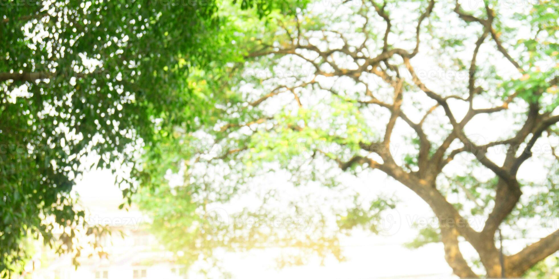 Blurred beautiful nature background blurry of leaf bokeh forest. garden and park with sunlight, use for background with perspective photo