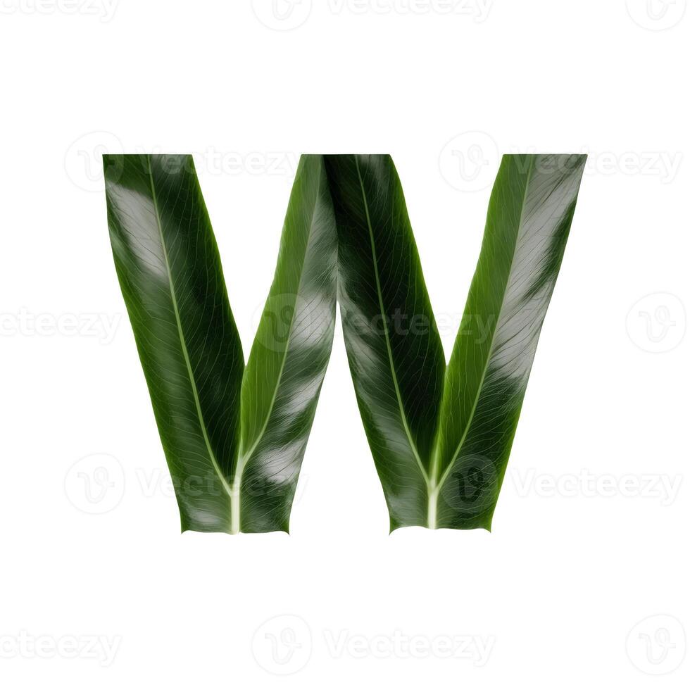 Green leaf typography text design uppercase alphabet W, photo