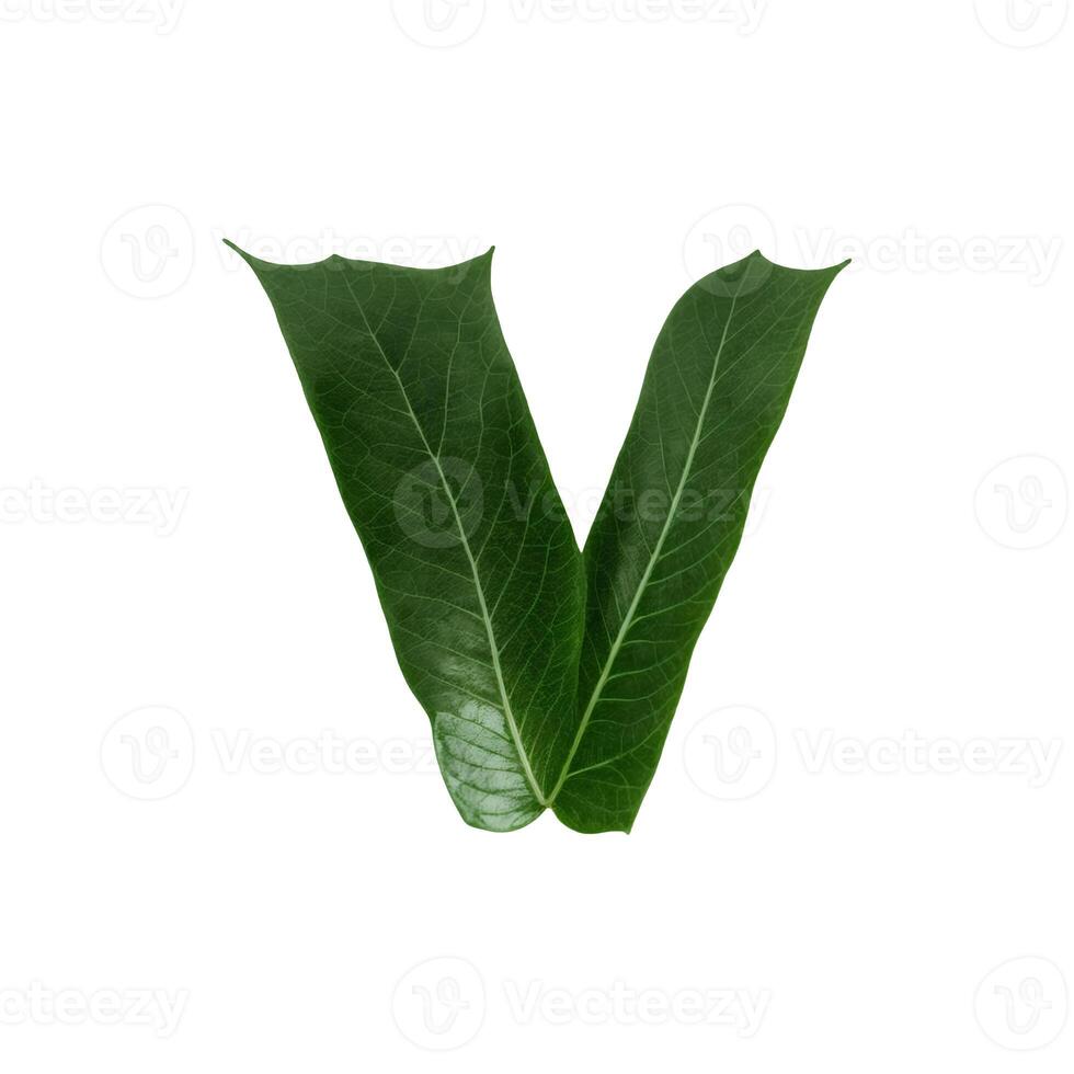 Green leaf typography text design lowercase alphabet v, photo