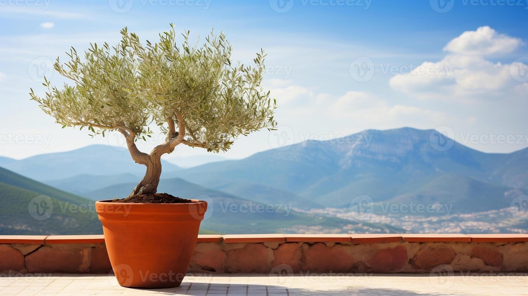 Olive tree in terra cotta clay pot on white terrace under clear blue sky with beautiful mountains view photo