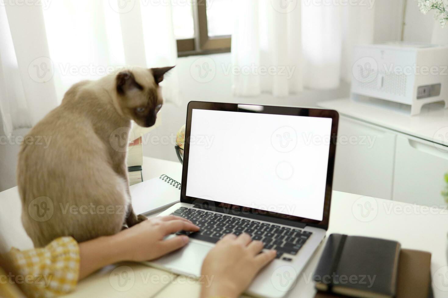 Coronavirus. Business woman working from home with cat Concept home quarantine, prevention COVID-19, Coronavirus outbreak situation photo