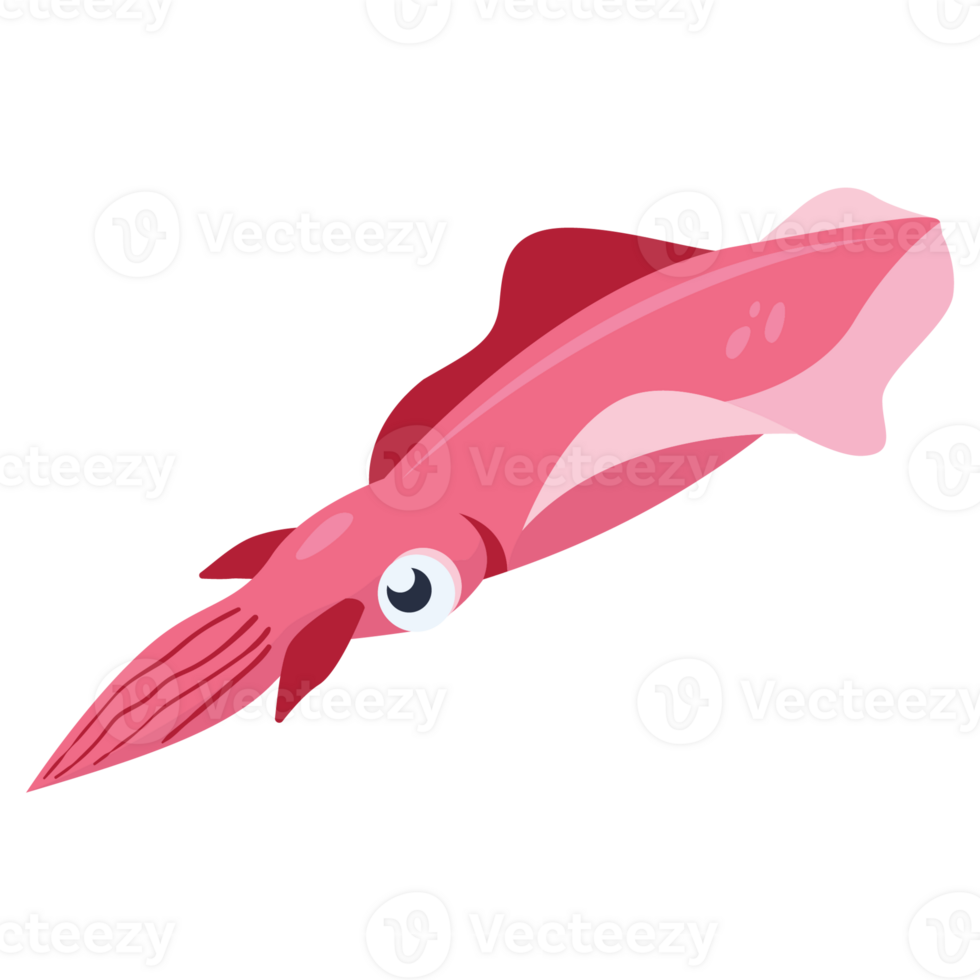 Cuttlefish 2D Color Illustrations png