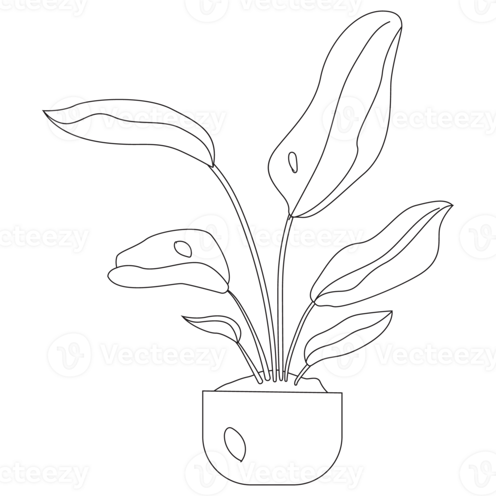 Strelitzia Nicolai Plant Outline 2D Illustrations png