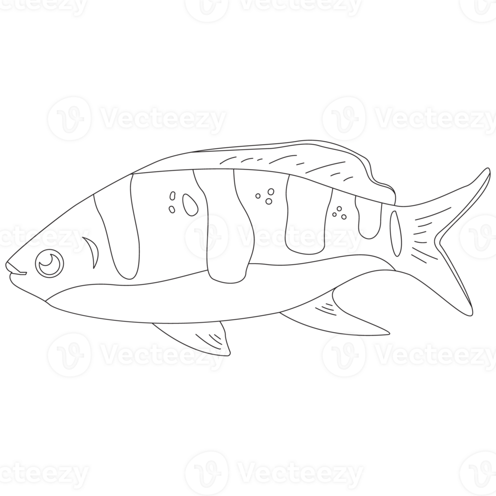 Pinkfish 2D Outline Illustrations png