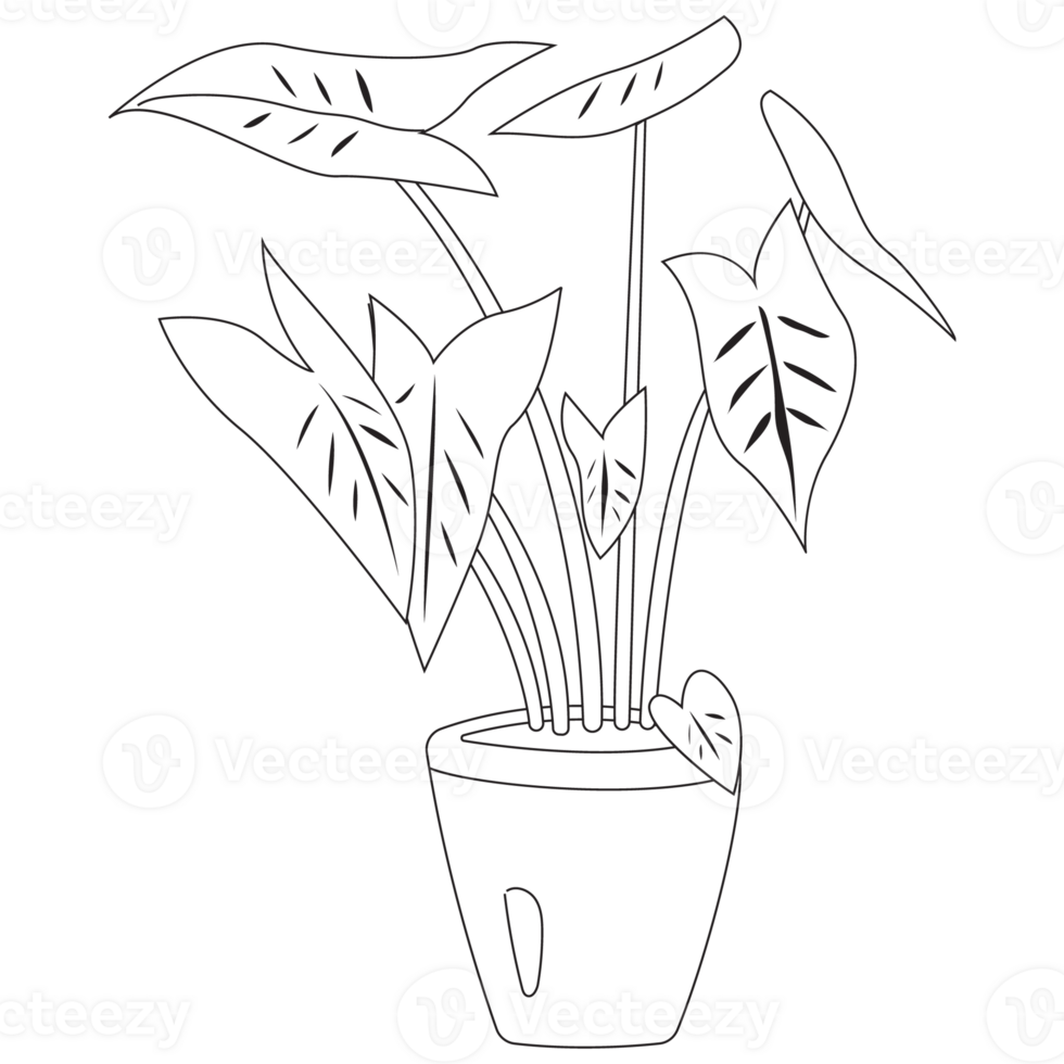 Nephthytis Plant Plant Outline 2D Illustrations png