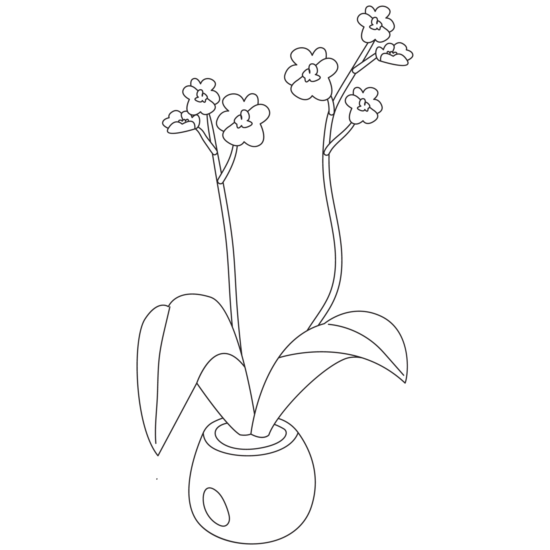 Phalaenopsis Amabilis Plant Outline 2D Illustrations 27077455 PNG