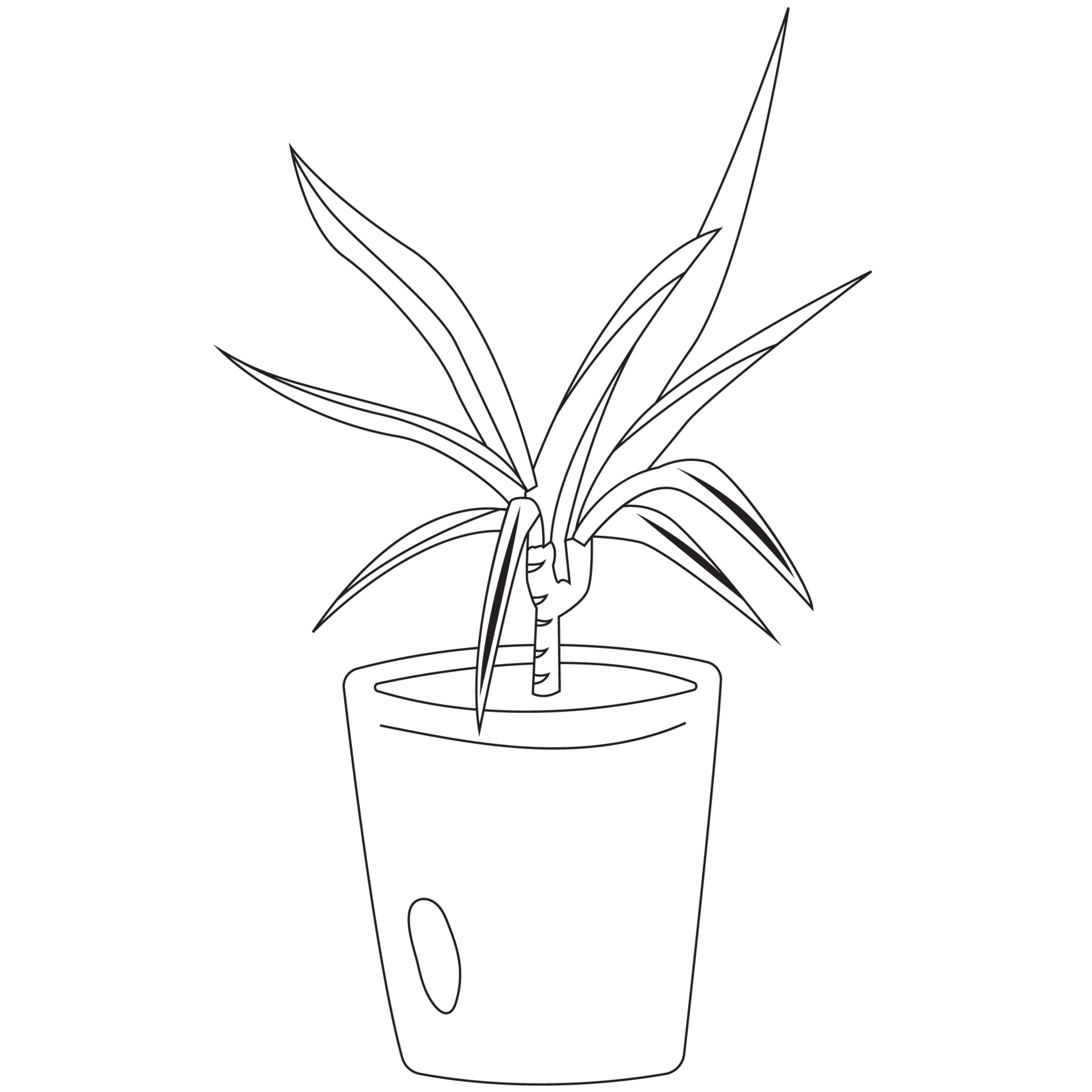 Dragon tree plant outline 2d illustrations 27077468 png