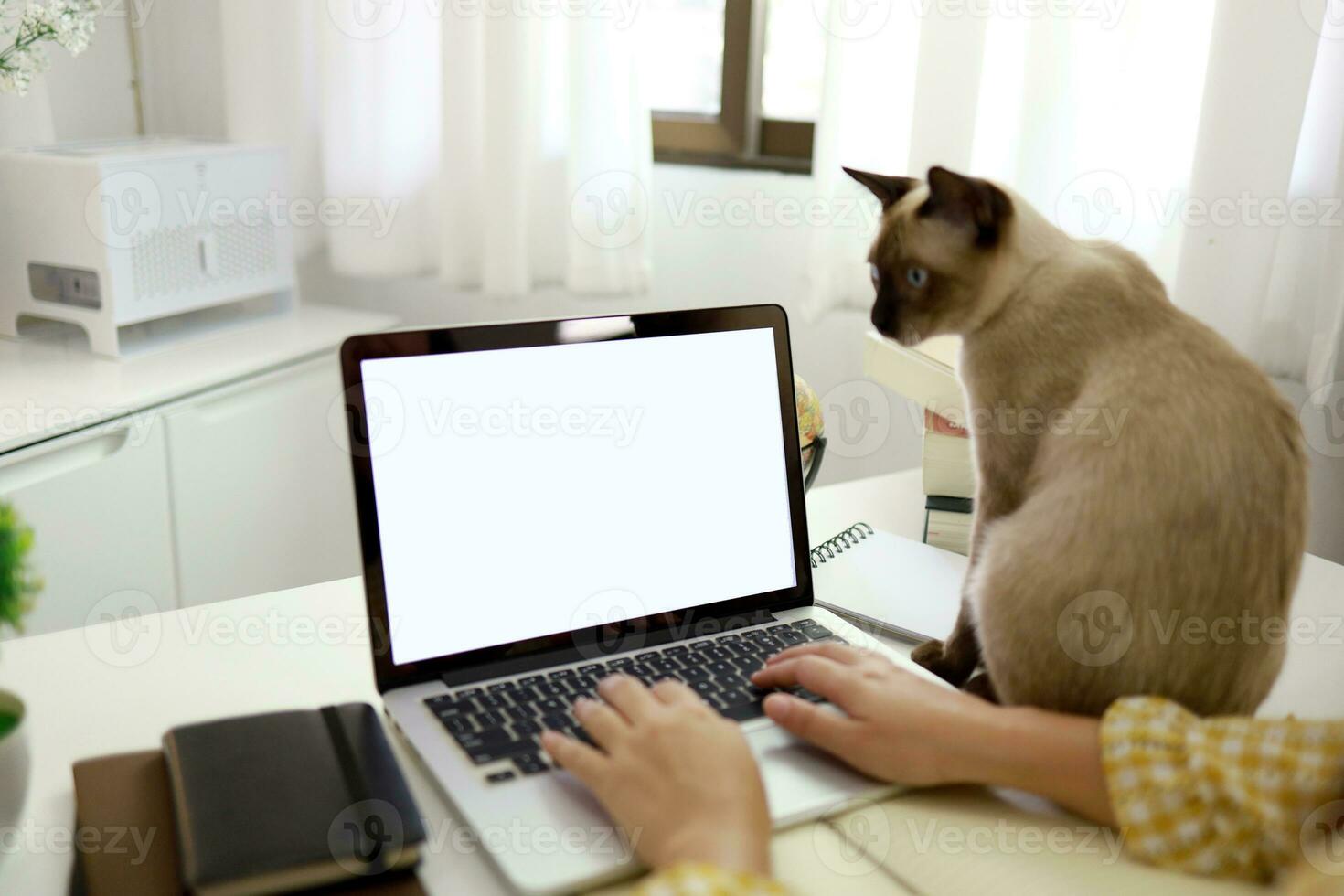 Coronavirus. Business woman working from home with cat Concept home quarantine, prevention COVID-19, Coronavirus outbreak situation photo