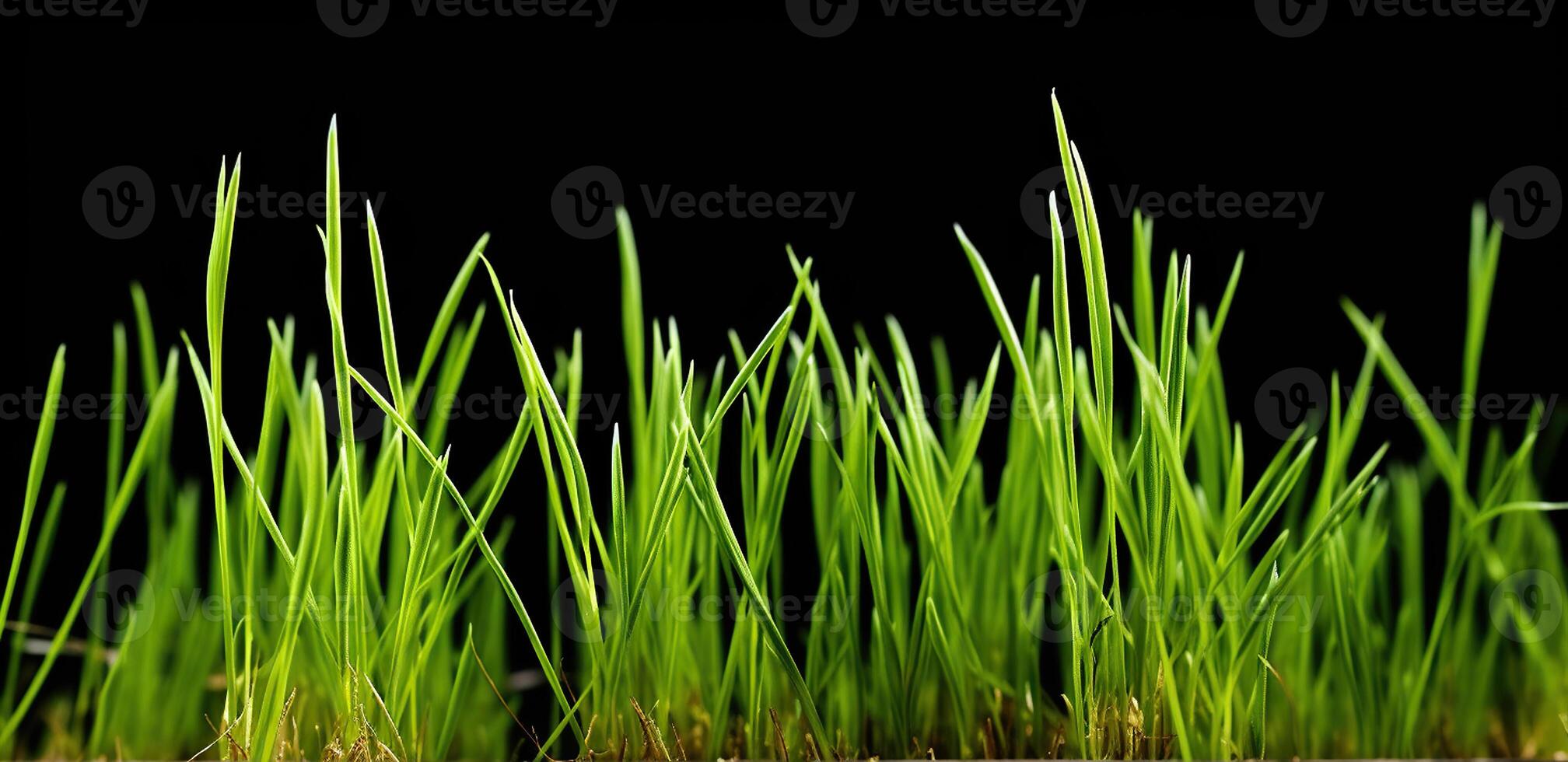 Sprouts of green wheat grass on black background. Generative AI photo