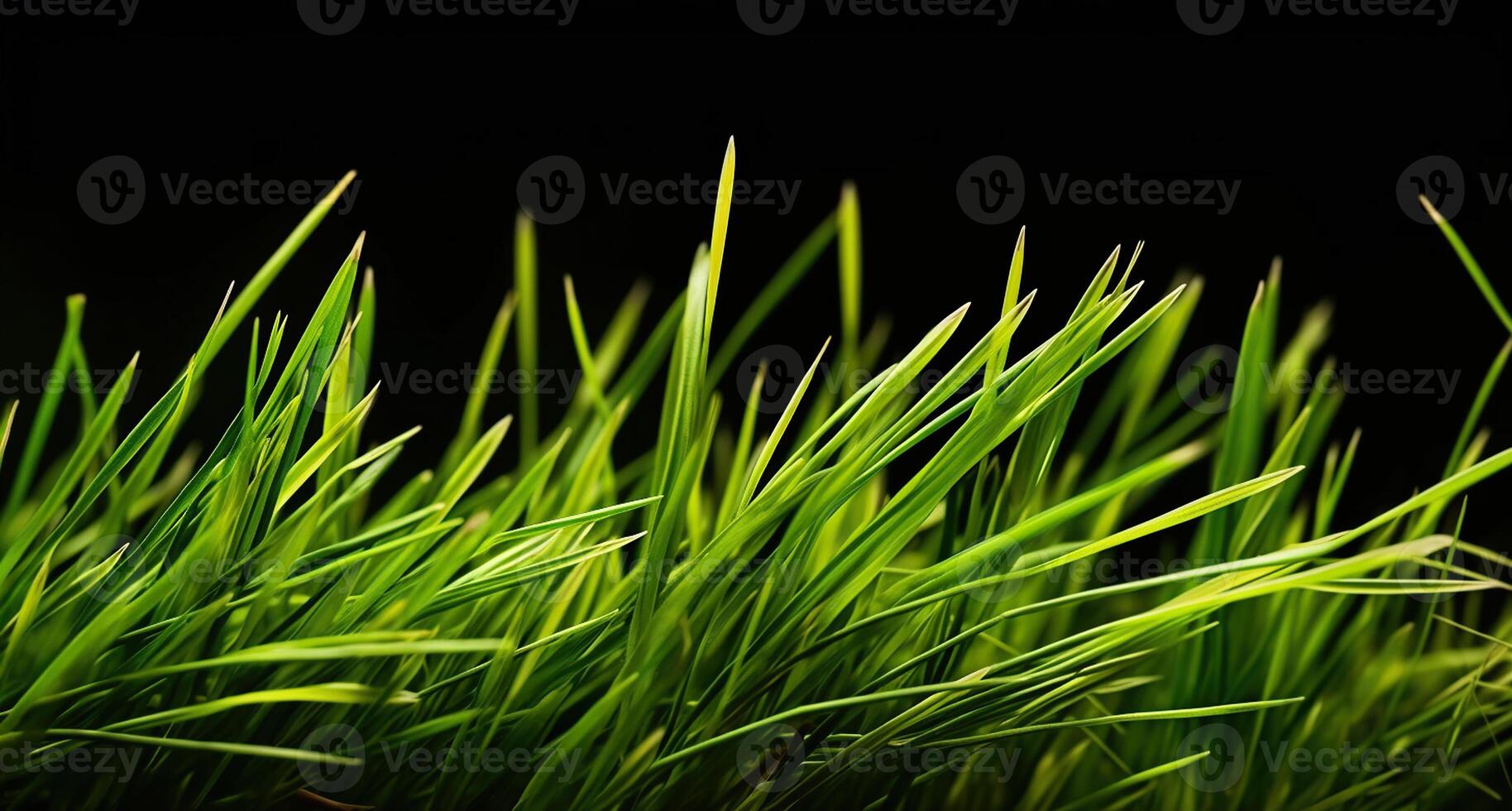 abrazando el promesa de frescura con coles de verde trigo césped en negro antecedentes. generativo ai foto