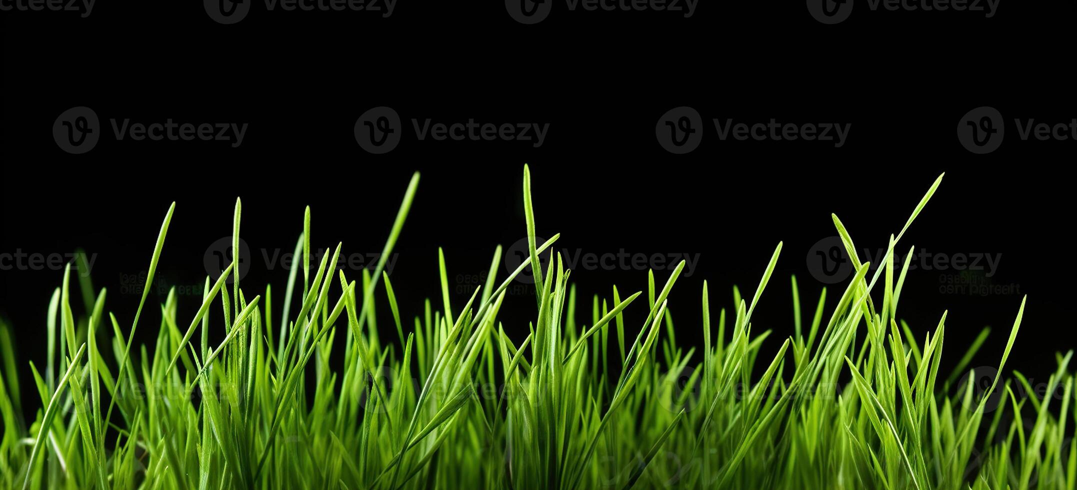 Sprouts of green wheat grass on black background. photo