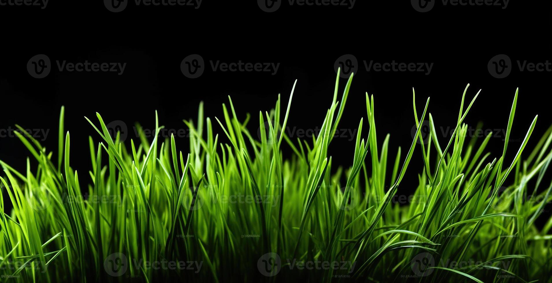 Embracing the Promise of Freshness with Sprouts of Green Wheat Grass on black background. Generative AI photo