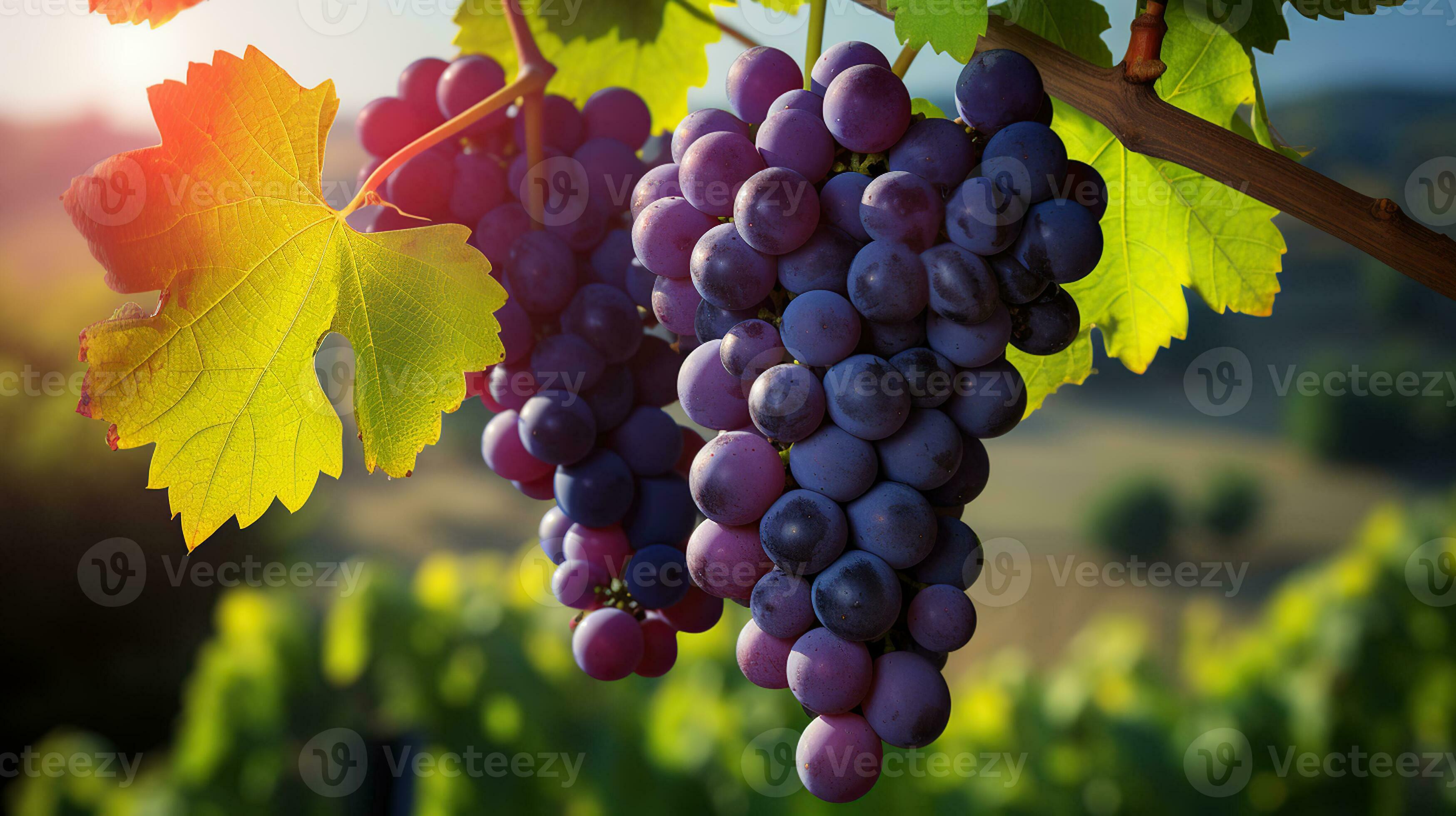 Branch with purple grapes on a spring grape tree on a blurred