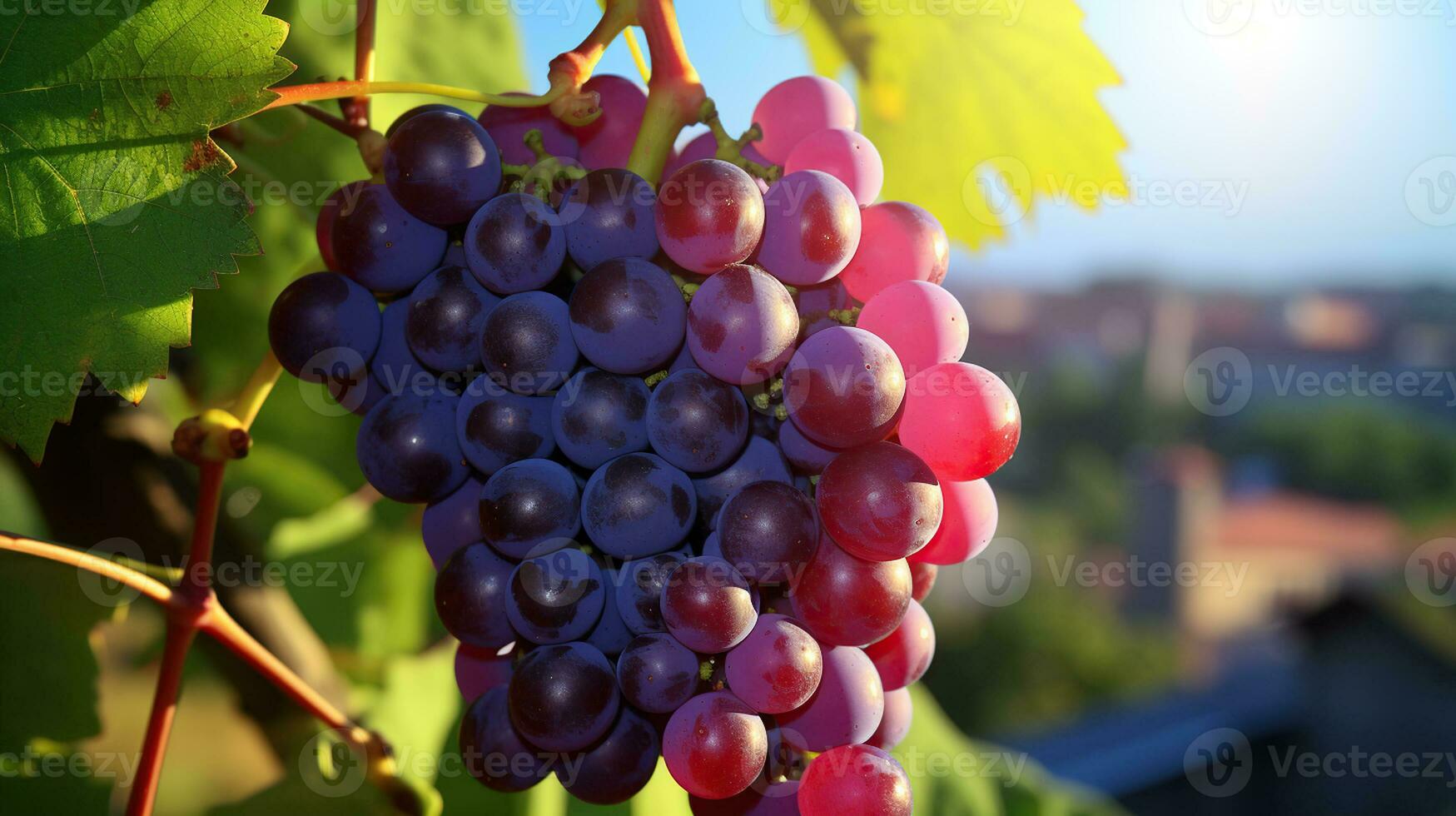 Branch with purple grapes on a spring grape tree on a blurred background of nature. Generative AI photo