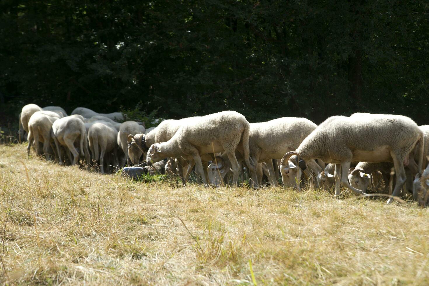 Flock of sheep grazing photo