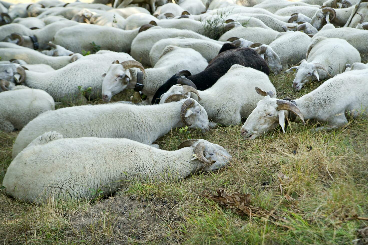 Flock of sheep grazing photo
