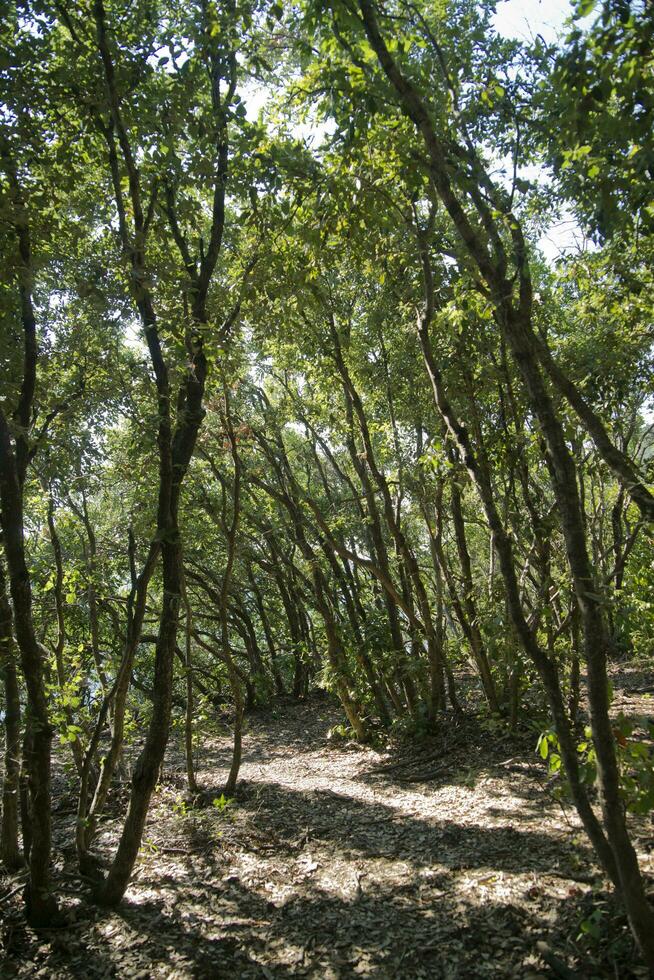 Woods on the Mediterranean coast photo