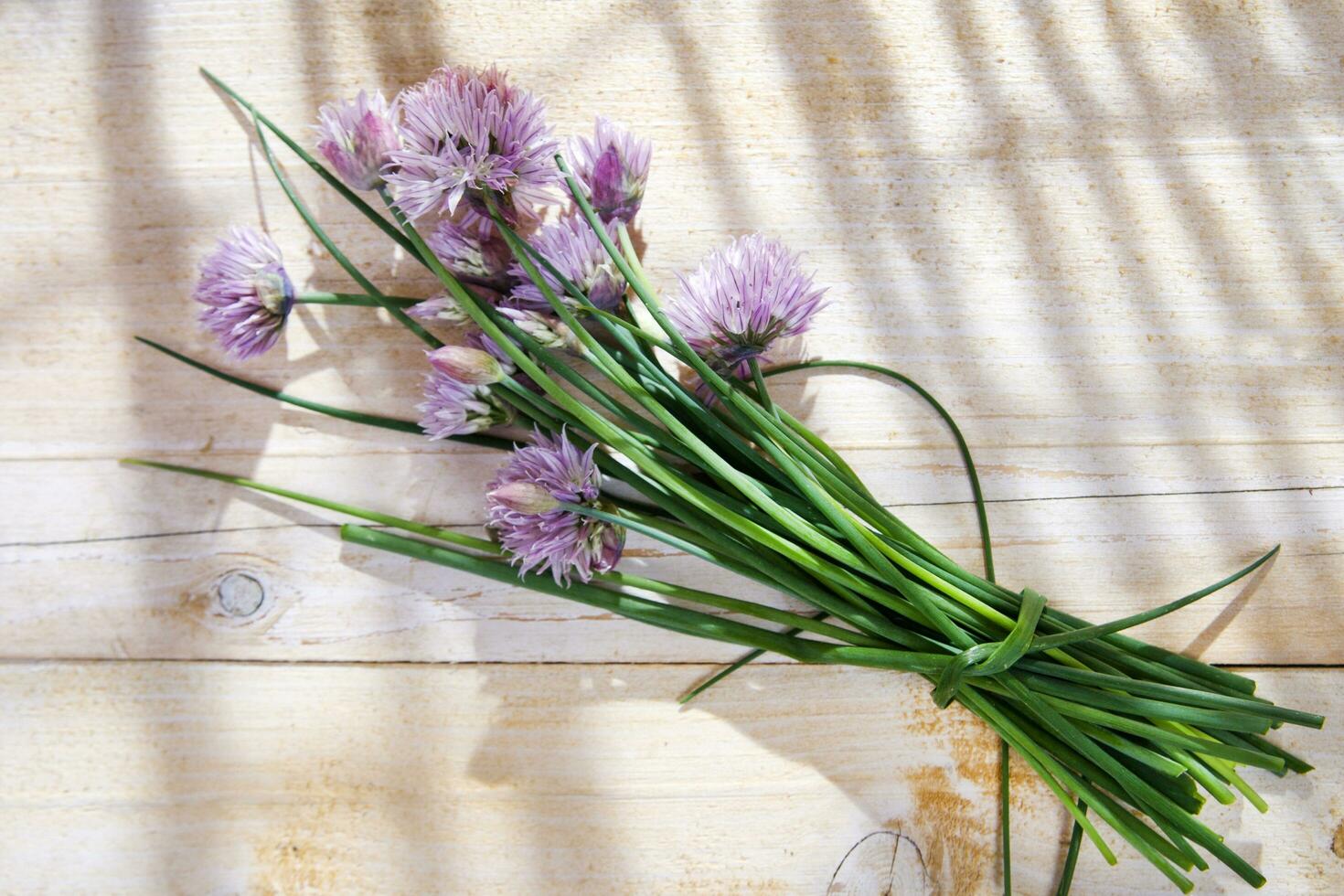 Chives in bloom photo