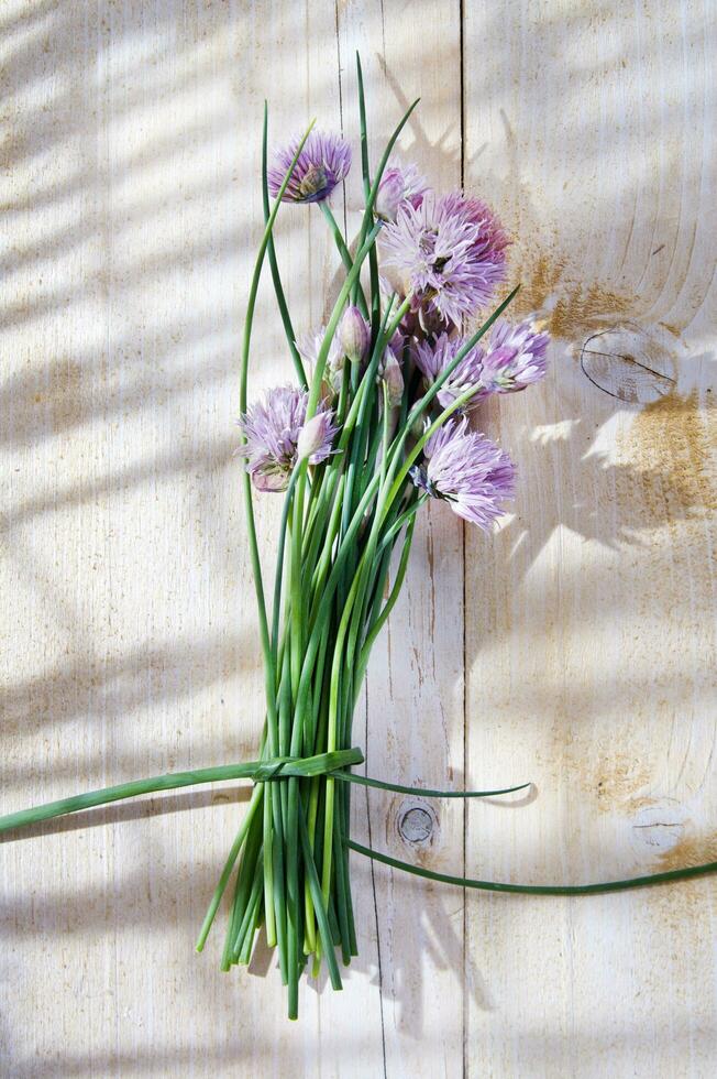 Chives in bloom photo