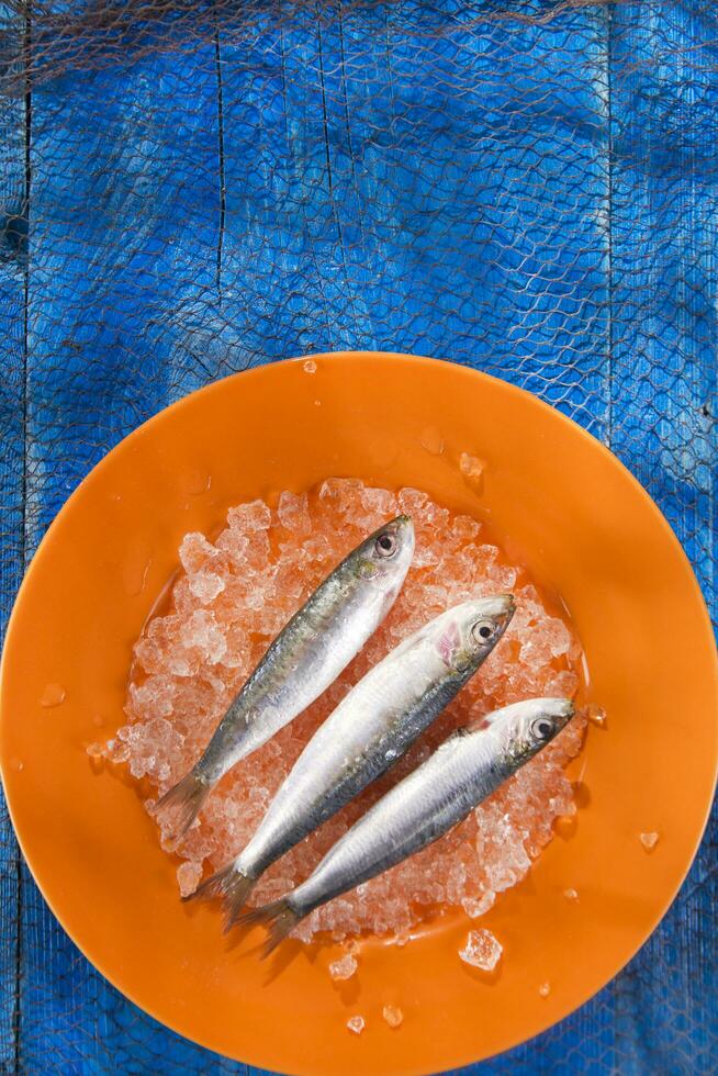 Fresh anchovies on a bed of ice photo