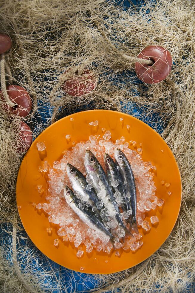 Fresh anchovies on a bed of ice photo