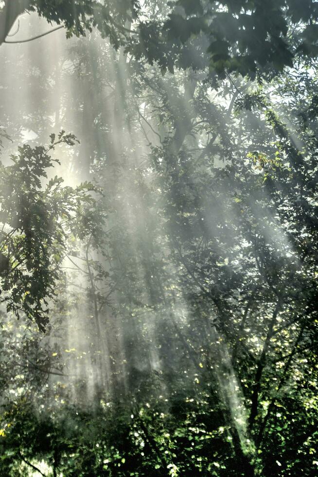 Sunbeams in the forest photo