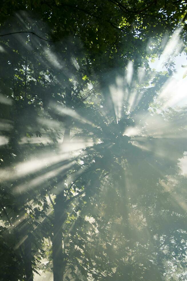 Sunbeams in the forest photo