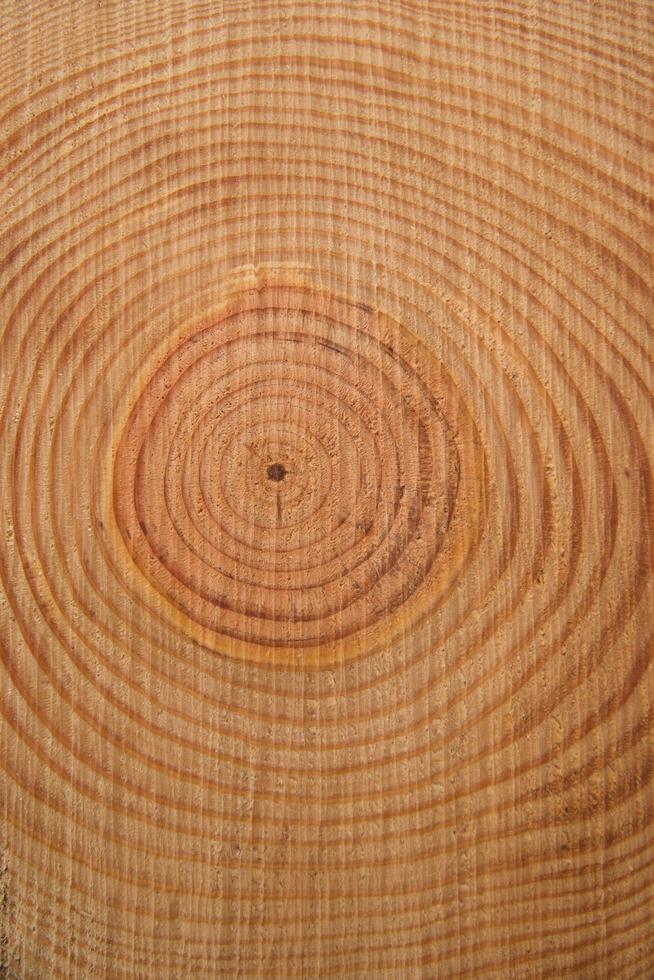 The rings of the pine tree photo