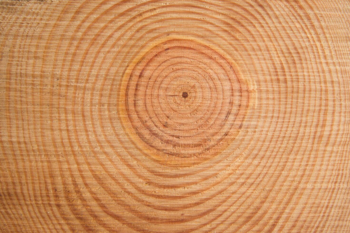 The rings of the pine tree photo