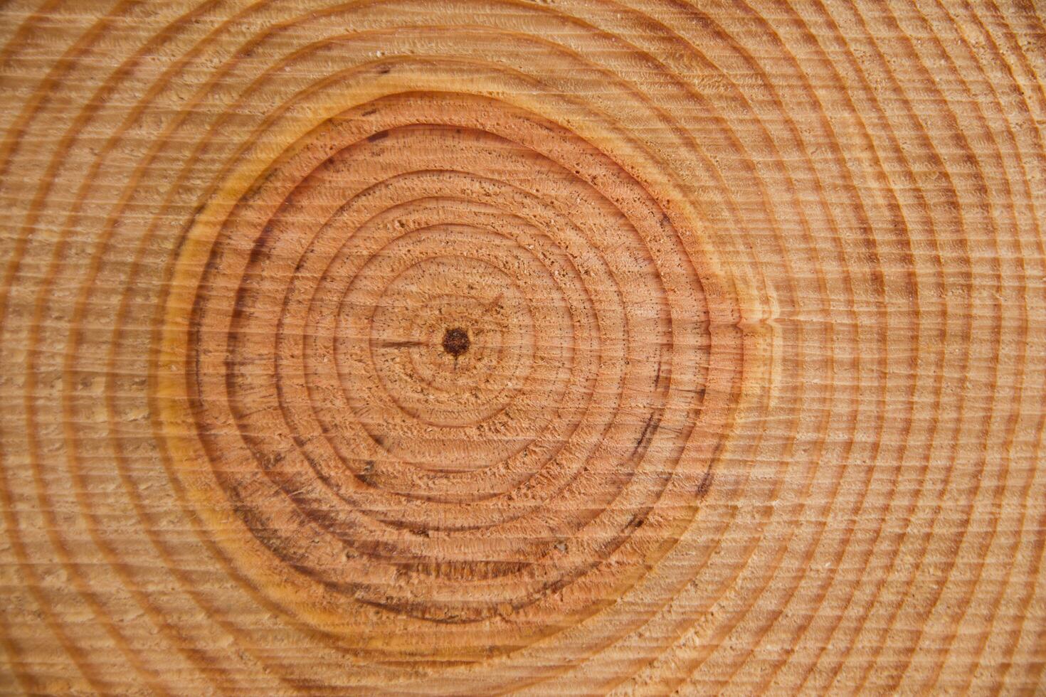 The rings of the pine tree photo