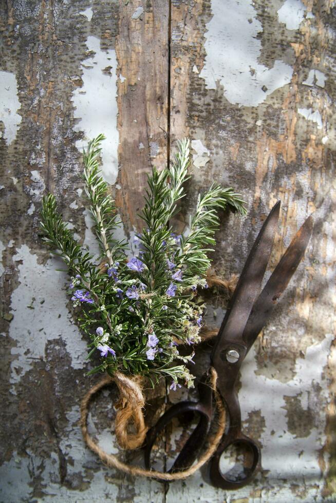 Sprigs of rosemary photo