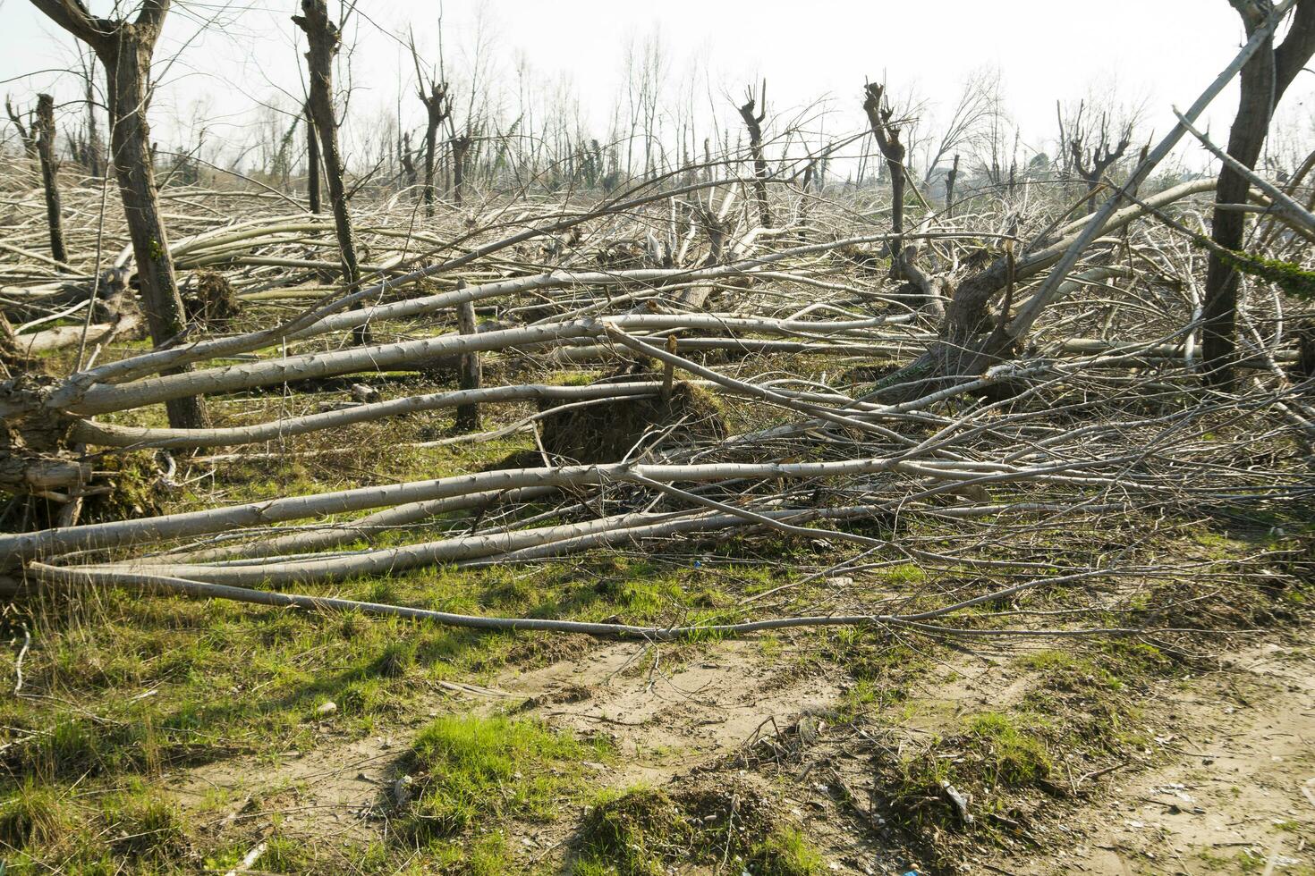 a field of trees photo