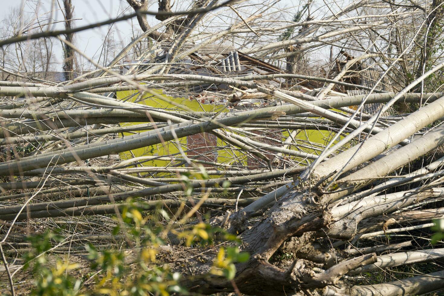 a field of trees photo