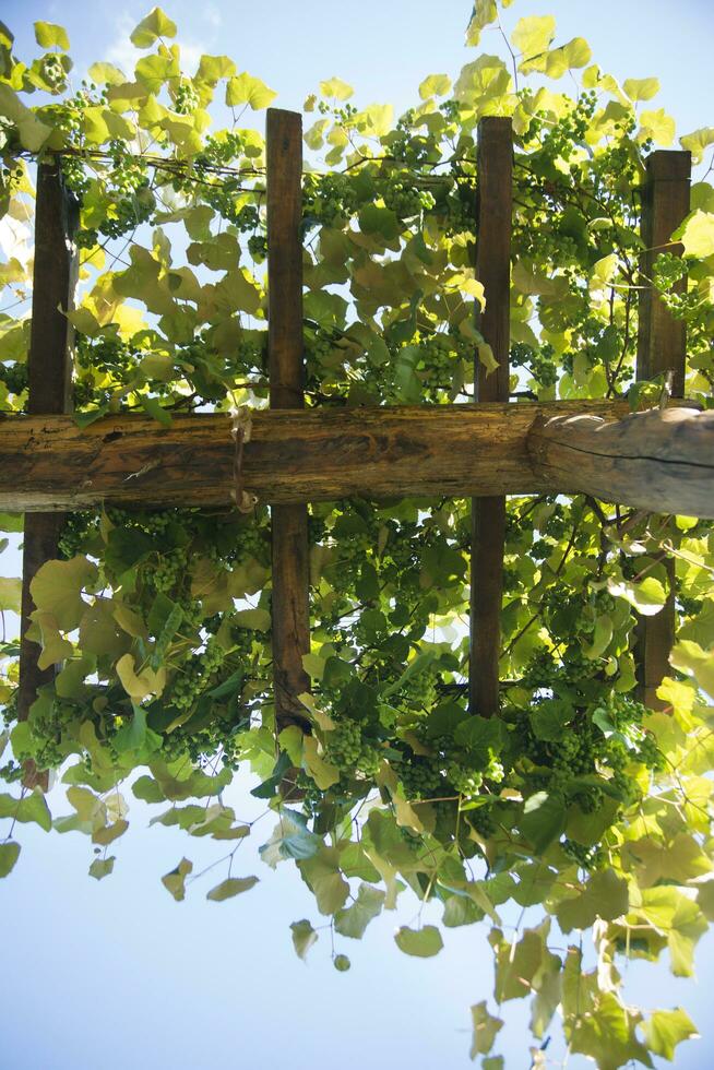 Pergola with vines photo