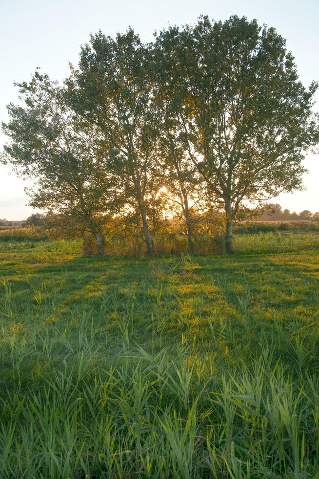 two trees in a field at sunset photo