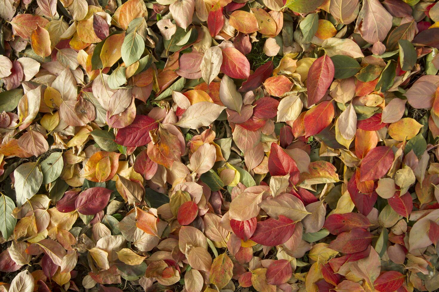 The leaves of persimmon photo