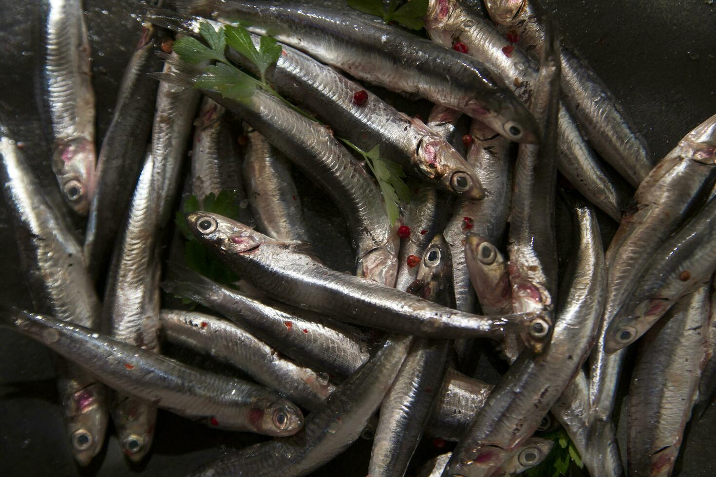 a pile of sardines with parsley on top photo