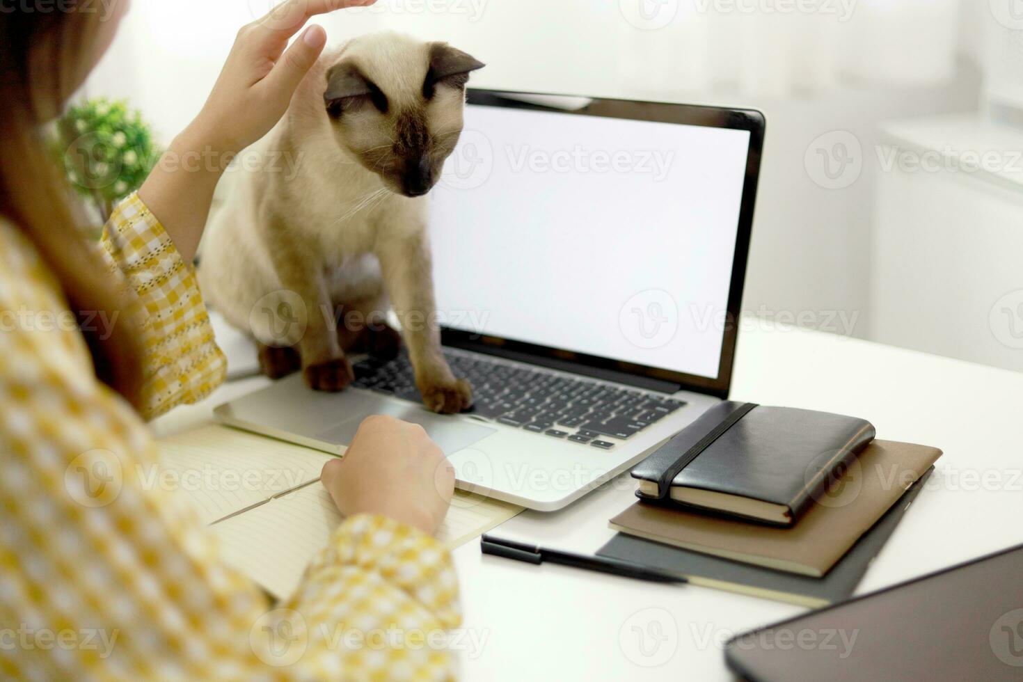 Coronavirus. Business woman working from home with cat Concept home quarantine, prevention COVID-19, Coronavirus outbreak situation photo