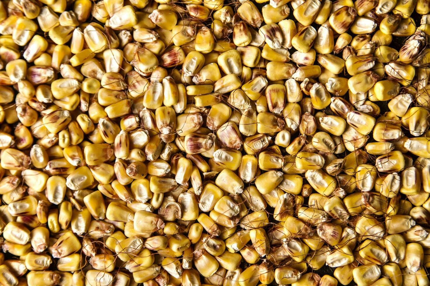 Beans dried corn photo