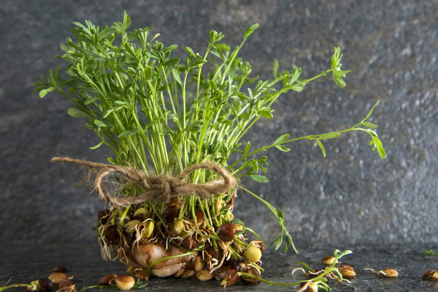 Small lentil sprouts photo