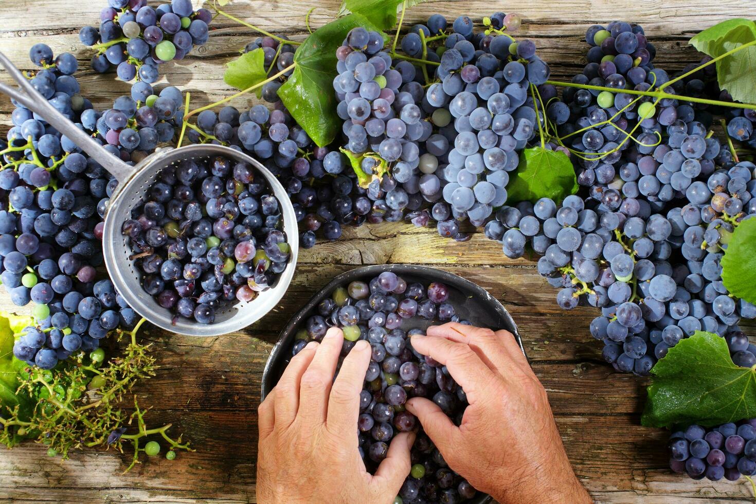 Grains of black grapes photo